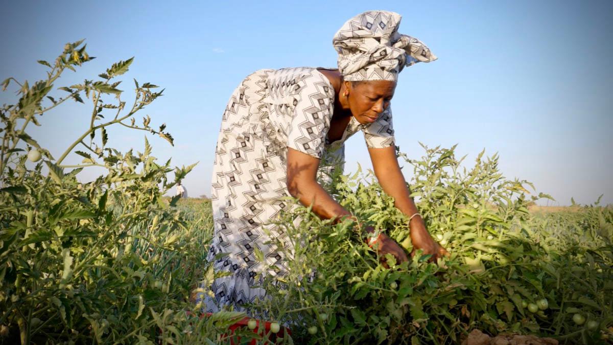 Agriculture could play a key role in reviving Ghana's economy by 2025 🌾🚜 🇸🇳