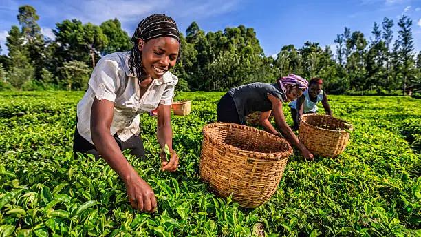 Kenya’s FarmWorks raises $4M pre-Series A funding