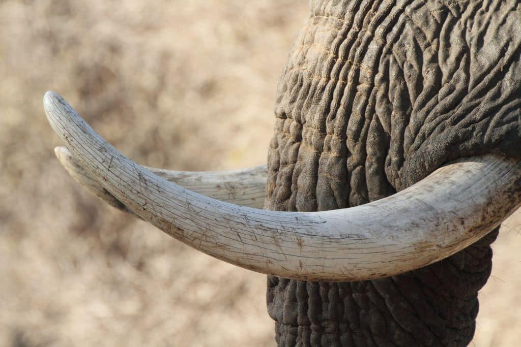 Nigeria's public destruction of ivory demonstrates increasing intolerance of wildlife crime
