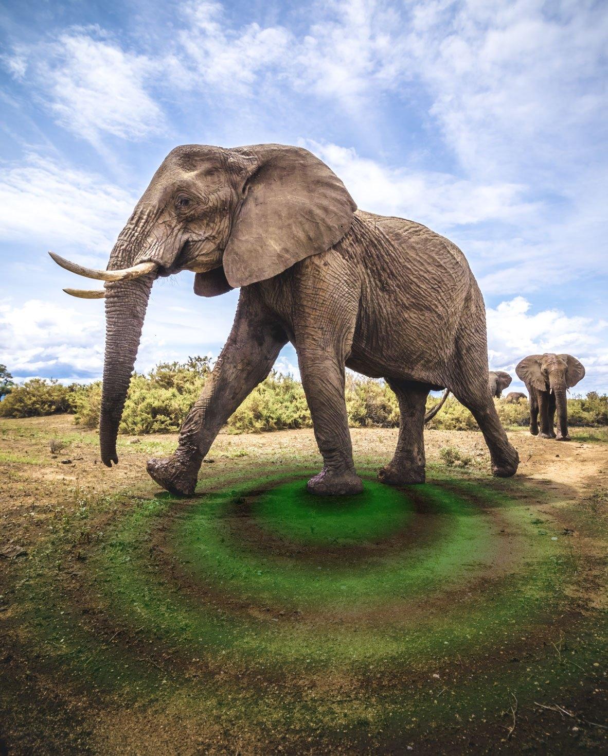 South African researchers are tracing the vibrational language of elephants - using fossils 🦣 🇿🇦